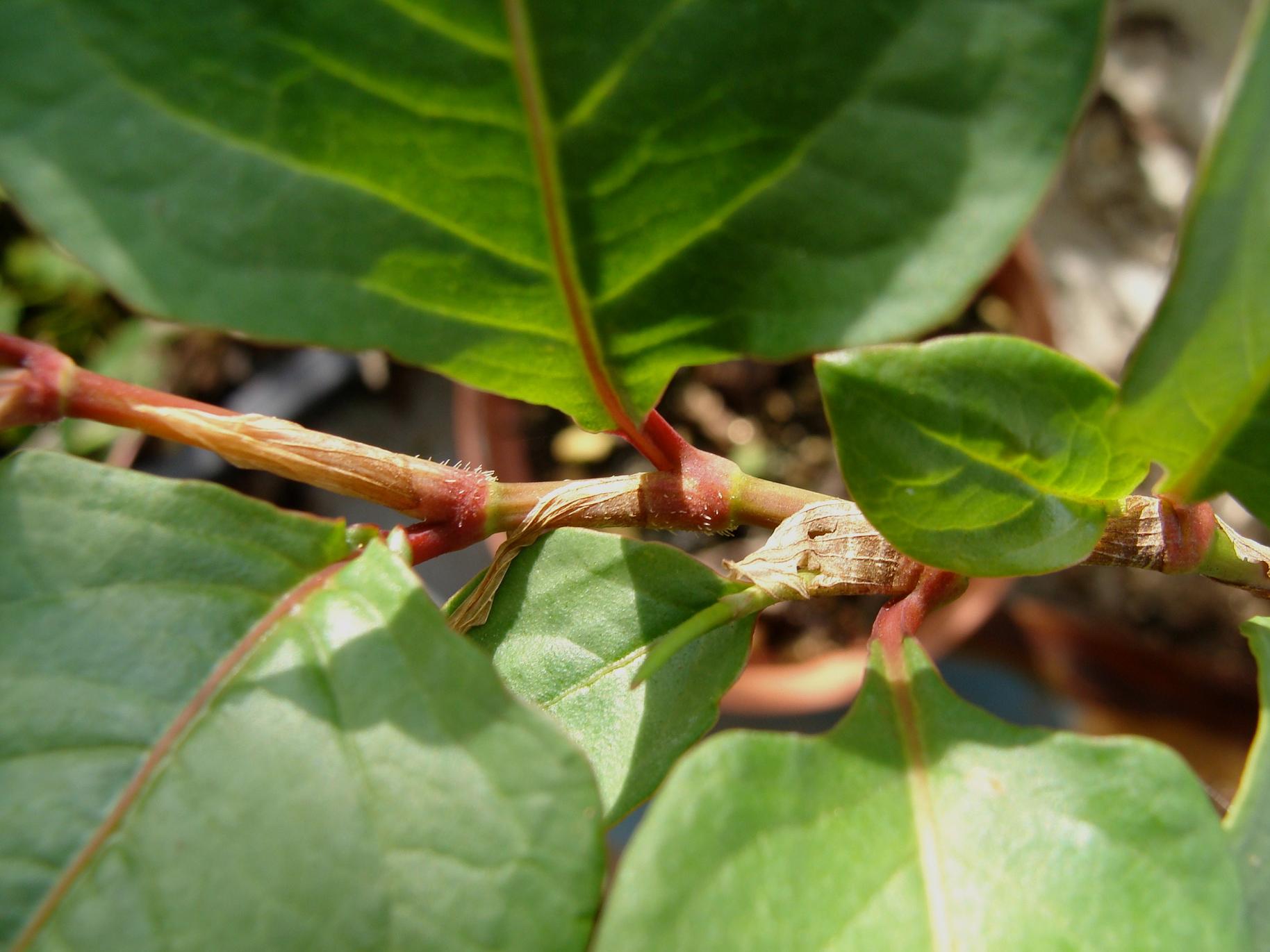 معرفی و راهنمای پرورش سبزی جات برگی - علف هفت بند چینی